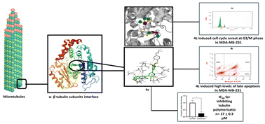 Graphical abstract: Exploring the antitumor potential of novel quinoline derivatives via tubulin polymerization inhibition in breast cancer; design, synthesis and molecular docking