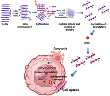 Graphical abstract: Biodegradation of hydroxylated boron nitride nanoplatelets, their toxic effect and drug delivery application