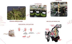 Graphical abstract: In vivo determination of analgesic and anti-inflammatory activities of isolated compounds from Cleome amblyocarpa and molecular modelling for the top active investigated compounds