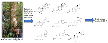 Graphical abstract: The isolation of novel pregnane steroids from Aglaia pachyphylla Miq. and the cytotoxicity against breast cancer cell lines (MCF-7)