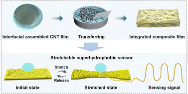 Graphical abstract: Superhydrophobic stretchable sensors based on interfacially self-assembled carbon nanotube film for self-sensing drag-reduction shipping