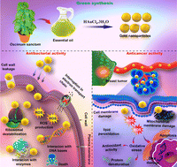 Graphical abstract: Amelioration of gold nanoparticles mediated through Ocimum oil extracts induces reactive oxygen species and mitochondrial instability against MCF-7 breast carcinoma