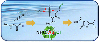 Graphical abstract: Unlocking the potential of water-soluble gold(i)–NHC complexes: unveiling the role of carboxylic acid in cycloisomerization of alkynyl amino acid derivatives