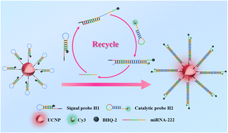Graphical abstract: Accurate and sensitive dual-response fluorescence detection of microRNAs based on an upconversion nanoamplicon with red emission