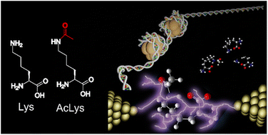 Graphical abstract: Single-molecule detection of modified amino acid regulating transcriptional activity