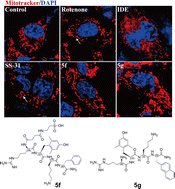Graphical abstract: Discovery of novel SS-31 (d-Arg-dimethylTyr-Lys-Phe-NH2) derivatives as potent agents to ameliorate inflammation and increase mitochondrial ATP synthesis