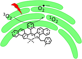 Graphical abstract: Efficient light-induced reactive oxygen species production from a far-red ER-targeting BODIPY dye