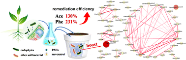 Graphical abstract: Combined application of resveratrol and a ryegrass endophyte in PAH-contaminated soil remediation and its impact on soil microbial communities