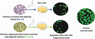 Graphical abstract: Designing and the anticancer activity of chitosan and chitosan oligosaccharide lactate nanobeads loaded with Biginelli hybrid