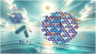Graphical abstract: Novel feathery P/S Co-doped graphitic carbon nitride for highly efficient synergistic photocatalytic H2O2 generation and tetracycline degradation