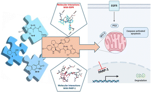 Graphical abstract: Potent EGFR/PARP-1 inhibition by spirooxindole-triazole hybrids for targeted liver cancer therapy