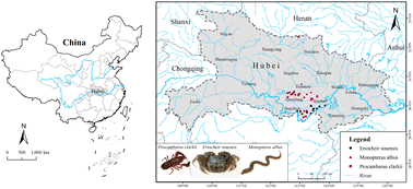 Graphical abstract: Polycyclic aromatic hydrocarbons in freshwater organisms from Hubei, Central China: health risk assessment and source identification