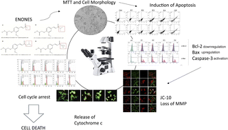 Graphical abstract: Four newly synthesized enones induce mitochondrial-mediated apoptosis and G2/M cell cycle arrest in colorectal and cervical cancer cells