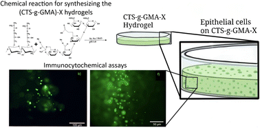 Graphical abstract: Immunocytochemistry response of a hybrid (chitosan-g-glycidyl methacrylate)-xanthan scaffold for cell proliferation