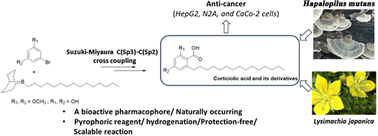 Graphical abstract: Facile synthesis of corticiolic acid—a bioactive pharmacophore from natural sources