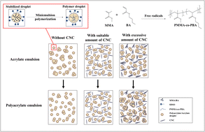 Graphical abstract: Study about the effect of cellulose nanocrystals on a polyacrylate miniemulsion