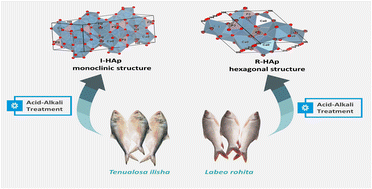 Graphical abstract: Preparation and characterization of highly crystalline hydroxyapatite (HAp) from the scales of an anadromous fish (Tenualosa ilisha): a comparative study with the freshwater fish scale (Labeo rohita) derived HAp