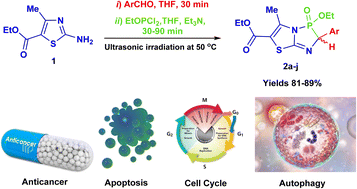 Graphical abstract: Ultrasound-assisted synthesis of novel 2-aryl-3-ethoxy-5-methyl-3-oxido-2H-thiazolo[2,3-e][1,4,2]diazaphosphole-6-carboxylates and their anticancer efficacy in inducing apoptosis and autophagy and targeting cell cycle progression