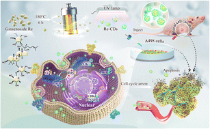 Graphical abstract: A new herbal extract carbon nanodot nanomedicine for anti-renal cell carcinoma through the PI3K/AKT signaling pathway