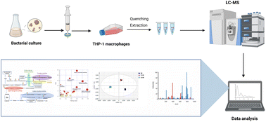 Graphical abstract: Metabolomic profiling of host–pathogen interactions: differential effects of Gram-positive and Gram-negative bacterial secretomes on THP-1 macrophage metabolism