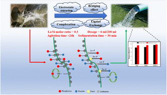 Graphical abstract: Preparation of a lanthanum-modified flocculant and its removal performance towards phosphorus and fluoride in yellow phosphorus wastewater