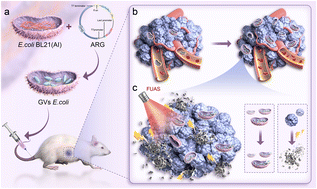 Graphical abstract: Genetically engineered gas vesicle proteins with proliferative potential for synergistic targeted tumor therapy