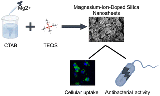 Graphical abstract: Magnesium-ion-doped silica nanosheets as degradable drug carriers with enhanced antibacterial activity and cellular uptake