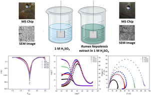 Graphical abstract: Sustainable corrosion prevention of mild steel in acidic media with Rumex Nepalensis herb extract