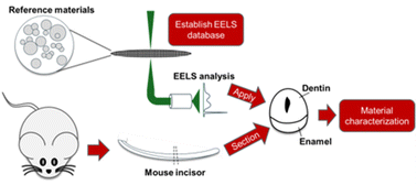 Graphical abstract: Identification and elemental mapping of enamel minerals with electron energy-loss spectroscopy