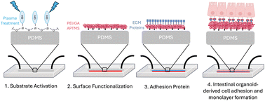 Graphical abstract: Enhanced small intestinal organoid-derived epithelial cell adhesion and growth in organ-on-a-chip devices