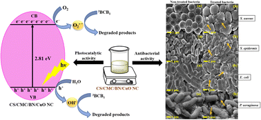 Graphical abstract: Facile fabrication of a novel chitosan/carboxymethyl cellulose/bentonite/CuO nanocomposite for enhanced photocatalytic and antibacterial applications