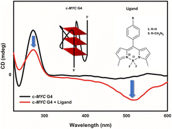 Graphical abstract: Investigation of simple BODIPY dyes as G-quadruplex recognizing ligands