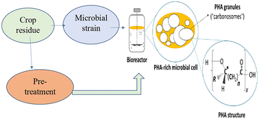 Graphical abstract: Production of polyhydroxyalkanoate (PHA) biopolymer from crop residue using bacteria as an alternative to plastics: a review