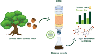 Graphical abstract: Phytochemical and antioxidant comparison of Quercus ilex and Quercus robur acorn extracts obtained by matrix solid-phase dispersion