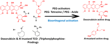 Graphical abstract: Polymeric PEG-based bioorthogonal triggers for prodrug activation in breast cancer