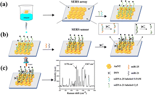 Graphical abstract: Sensitive detection of miR-21 and miR-25 in gastric adenocarcinoma patient serum using a SERS sensor based on AuNT and enzyme cleavage strategy