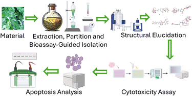 Graphical abstract: Cytotoxicity-guided isolation of elatostemanosides I–VI from Elatostema tenuicaudatum W. T. Wang and their cytotoxic activities