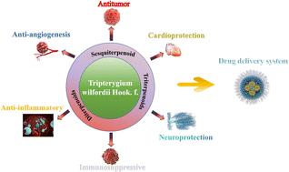 Graphical abstract: Structural diversity and biological activities of terpenoids derived from Tripterygium wilfordii Hook. f.