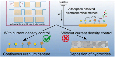 Graphical abstract: A marine bacteria-inspired electrochemical regulation for continuous uranium extraction from seawater and salt lake brine