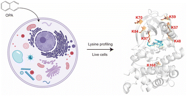 Graphical abstract: Protein painting for structural and binding site analysis via intracellular lysine reactivity profiling with o-phthalaldehyde