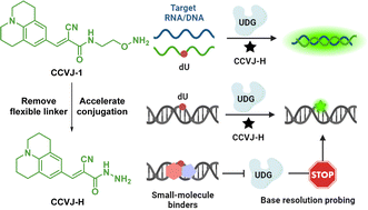 Graphical abstract: Multifaceted nucleic acid probing with a rationally upgraded molecular rotor