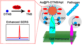 Graphical abstract: In situ SERS imaging of protein-specific glycan oxidation on living cells to quantitatively visualize pathogen–cell interactions