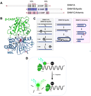 Graphical abstract: Cell-active small molecule inhibitors validate the SNM1A DNA repair nuclease as a cancer target