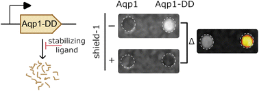 Graphical abstract: Destabilized reporters for background-subtracted, chemically-gated, and multiplexed deep-tissue imaging