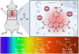 Graphical abstract: Tunable fluorescent probes for detecting aldehydes in living systems