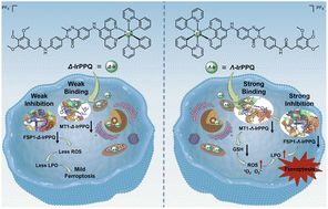 Graphical abstract: A Λ-Ir(iii)-phenylquinazolinone complex enhances ferroptosis by selectively inhibiting metallothionein-1