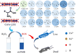 Graphical abstract: Facile preparation of high-efficiency peroxidase mimics: modulation of the catalytic microenvironment of LDH nanozymes through defect engineering induced by amino acid intercalation
