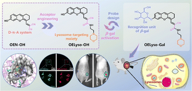 Graphical abstract: High-fidelity imaging of a tumour-associated lysosomal enzyme with an acceptor engineering-boosted near-infrared fluorescent probe