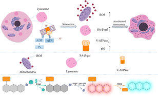 Graphical abstract: A near-IR ratiometric fluorescent probe for the precise tracking of senescence: a multidimensional sensing assay of biomarkers in cell senescence pathways