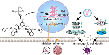 Graphical abstract: G-quadruplex-guided cisplatin triggers multiple pathways in targeted chemotherapy and immunotherapy